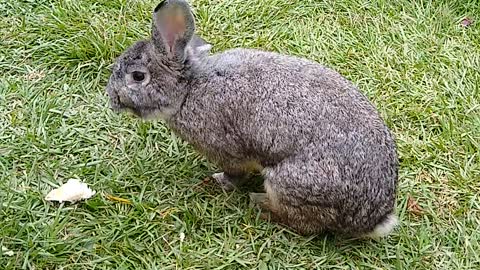 rabbit walking in the garden