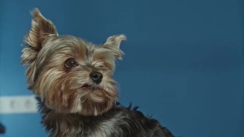 Yorkshire Terrier dog breed in their habitat, yorkshire terrier dogs