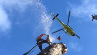 Tree Removal by Helicopter