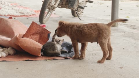 The cat thinks the dog is attacking him but the dog is actually trying to pet him