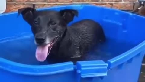 funny swimming dog
