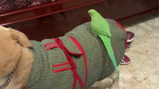 Parrot Hitches A Ride On Pooch's Back