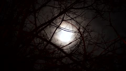 Full Moon Night Spooky Woods Forest Moon