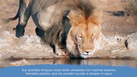 LEONES MIREN COMO TOMA AGUA