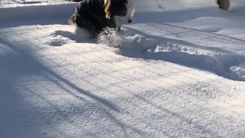 Slowmo white dog black suit digs in snow