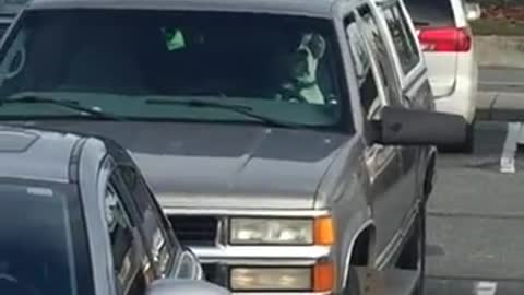 Impatient Dog Honks The Horn For Owner’s Attention