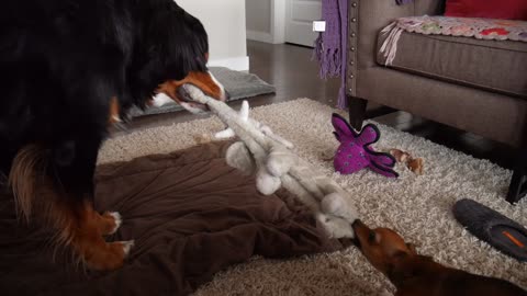Shocking tug-of-war upset between chihuahua and Bernese Mountain Dog