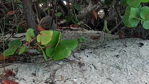 Hanging with God's Animals in the Virgin Islands