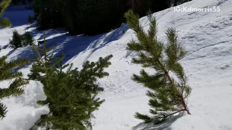 Skier skis down slopes and tumbles down