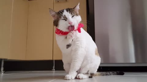 Funny cat video