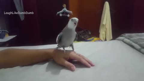 Cockatiel singing, incredible