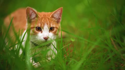 White cat lying among the grasses seen up close