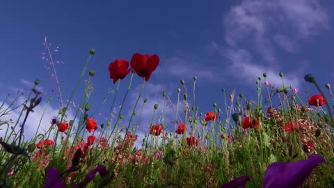 Beautiful Flowers - Video