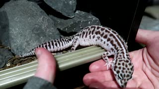 Partha the Leopard Gecko walks onto my hand