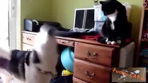 First Impression: Cats and Dogs Meeting Each other For The First Time