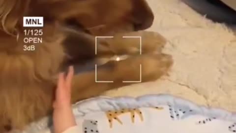 Dog Playing With Baby