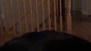 Parrot making noises and dog barking at noises