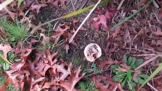 Mushrooms & leaves