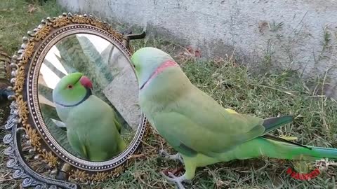 ~Awesome!!! cute & funny parrots~ ( must watch )