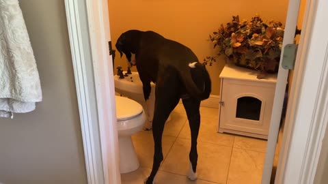 Clever Great Dane tries to turn on bidet doggie drinking fountain