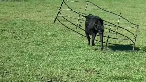 Calf Gets Stuck in Hay Bale Feeder