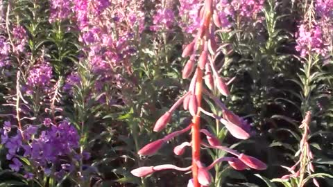 July Fireweed in Homer Alaska and the dangers of the CCP attacking us.