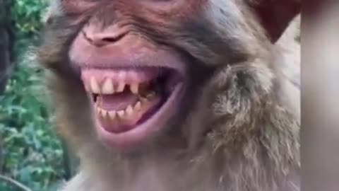 Monkey funny Very Nice Smiling Video top