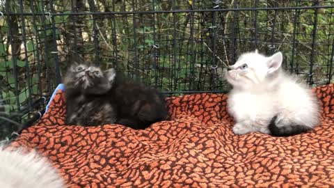 4 Munchkin kittens