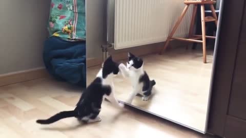 Funny Cat And mirror Video