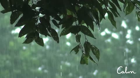 Rainstorm Sounds for Relaxing, Focus or Deep Sleep _ Nature White Noise _ 8 Hour Video