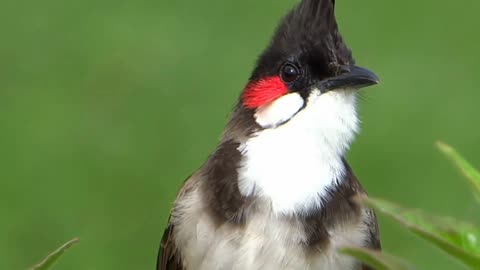 Natural bird voice