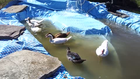 My ducks first swim in the pond I made for them out of reclaimed stuff .