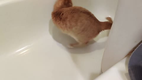 Cat catching paw in the bath tub
