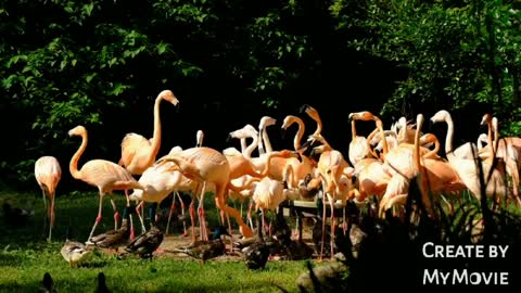Group of flamingos bird in Florida Bird