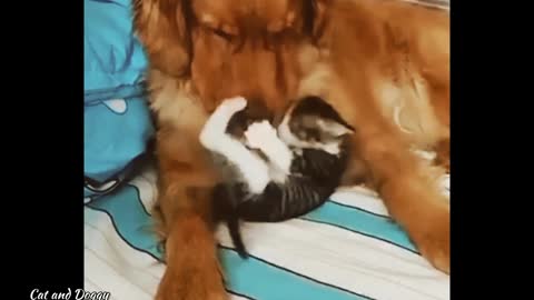 Doggy And Cat playing with each other 🖤