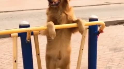 A dog that exercises.