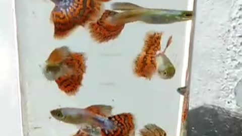 Amazing guppies