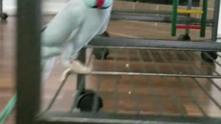 Talkative Parakeet Loves Giving Foot Kisses