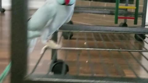 Talkative Parakeet Loves Giving Foot Kisses