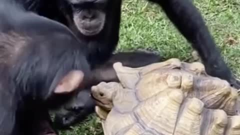 Monkey eating apple with turtle