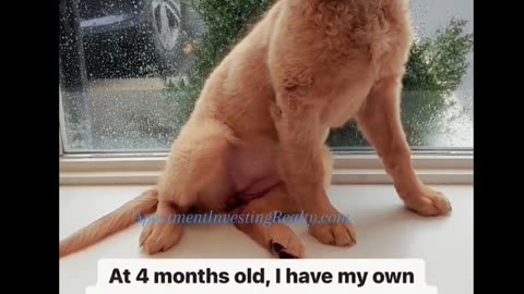 4-month-old Puppy Accomplishes So Much 🐶