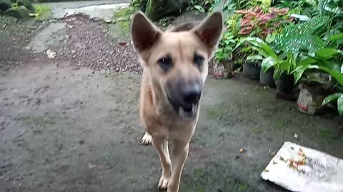 Puppy meeting - Spicy Dog When Eating Chili