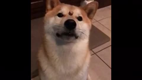 Shiba Inu catches treat off nose in slow motion