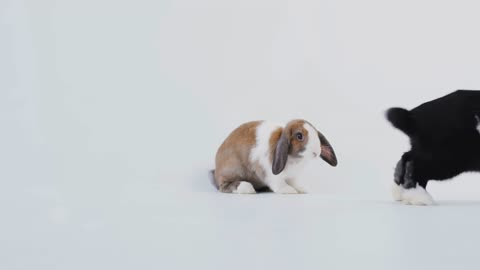 Studio Portrait Of Two Miniature Black And White Flop Eared Rabbits Hopping Across White Background