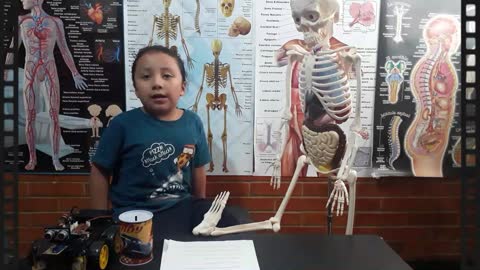 El cuerpo humano para niños | El sistema Óseo | Los huesos del cuerpo humano | El pie y la pelvis