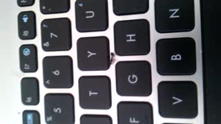 A Small Insect on laptop keyboard