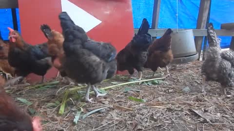 Backyard Chickens Eating Free Organic Healthy Treats