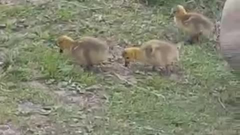 Baby geese and their parents day out