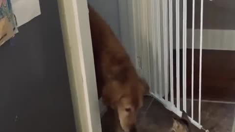 Cat Politely Opens Gate for Golden Retriever