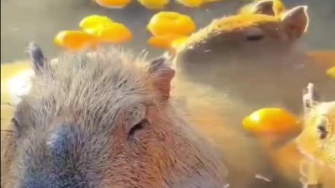 They're Cute...But Truth About Capybaras